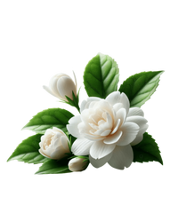 Jasmine