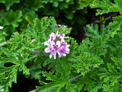 Geranium