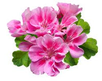 Geranium